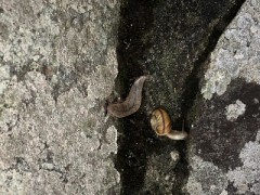 初めてお目にかかったコラボ