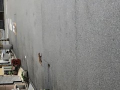 【お題日記】街中でこんな動物に遭遇した