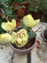 どっちなんだろう