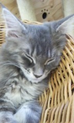 猫カフェパート２