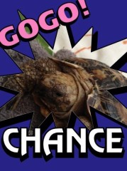 【お題日記】お気に入りの動物動画貼って♪