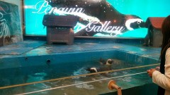 【お題日記】最近癒やされた動画貼り付けて♪