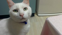 【お題日記】あなたにとって一番の癒しとは