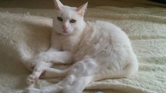 【お題日記】大切な宝物は何ですか？