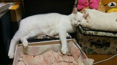 【お題日記】あなたにとって何が癒し？