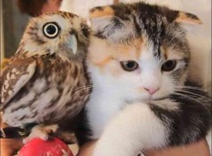 【お題日記】遊びと本気の違いは？