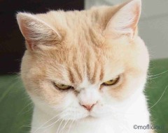 【お題日記】プレミアムフライデーの楽しみ