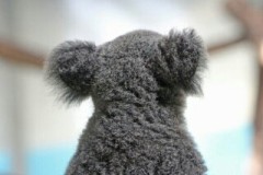 【お題日記】一夜のあやまち