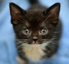 【お題日記】やってみたい仕事