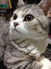 【お題日記】ネットの炎上について