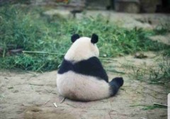 【お題日記】歯みがきの時、歯ブラシ以外で使う物は？