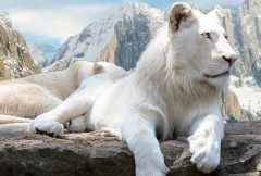 【お題日記】ログインしたらまずどっち？オモテ？ウラ？