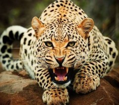 【お題日記】人気がありすぎて敬遠してるもの