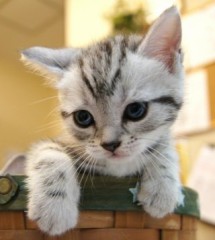 【お題日記】資格いくつ持ってる？