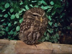 【お題日記】脱毛してる？