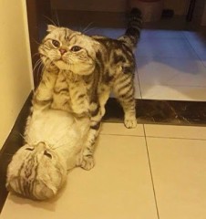 【お題日記】H中に起きた修羅場