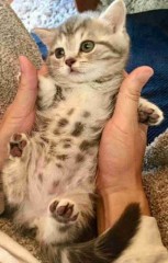 【お題日記】この会社で働いてみたい！