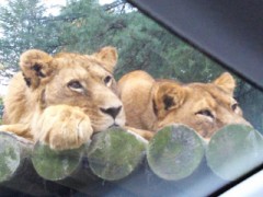 【お題日記】日頃サプリ摂ってる？