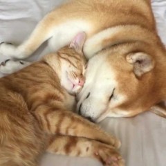 【お題日記】もっと仲良くなりたいと惹かれる時