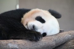 【お題日記】夕刊って取ってる？