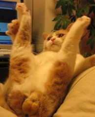 【お題日記】最中に起こった恥ずかしい出来事