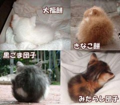 【お題日記】おすすめカメラアングル