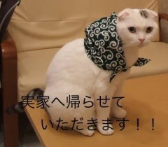 【お題日記】いきなりぶっちゃけられて困ったこと