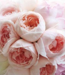 【お題日記】自分は打たれ強い方だと思う？