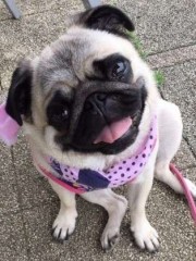 【お題日記】着られなくなった服はどうしてる？