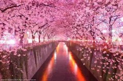【お題日記】今年のお花見の予定は？