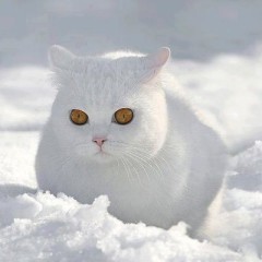 【お題日記】アルミホイルの球作ってみた？