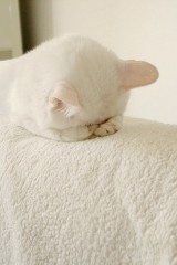 【お題日記】実は見栄張っちゃってること