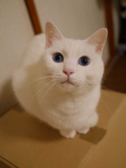 【お題日記】今週末Hの予定は？