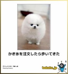 【お題日記】写真を撮る時、snow使ってる？