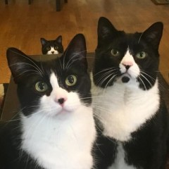 【お題日記】可愛すぎる動物