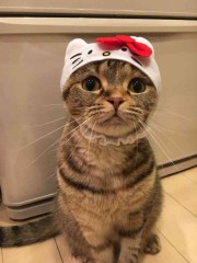 【お題日記】理性と欲望、勝つのはどっち！？