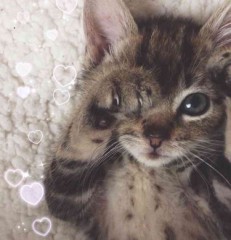 【お題日記】ヌードを見てみたい芸能人