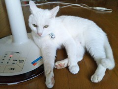 【お題日記】ついつい隠してしまうこと