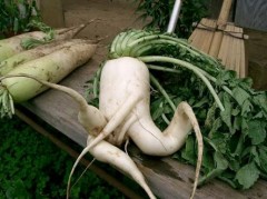 【お題日記】好きな野菜のメニュー