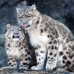 【お題日記】飼えるなら飼ってみたい動物は？