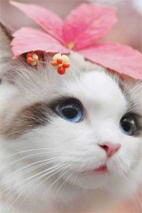 【お題日記】猫は好きですか？