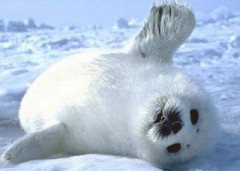 【お題日記】毎日チェックしてること