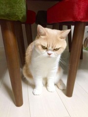 【お題日記】ギャンブルしますか？