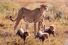 【お題日記】性欲に男女の違いある？