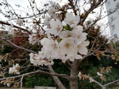 【お題日記】機械には強い方？