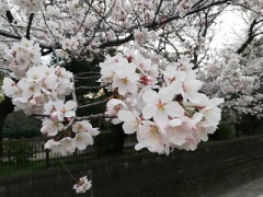 【お題日記】Hの後のこんな言い訳