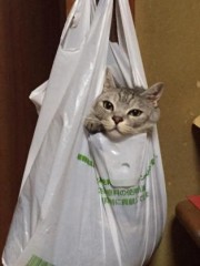 【お題日記】ミニマリストになってみたい？