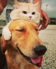 【お題日記】告白された回数