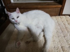 【お題日記】日常生活での私の小さな楽しみ