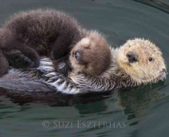【お題日記】今年、流しそうめんした？